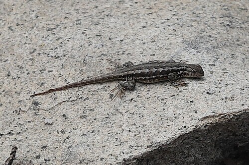iNaturalist observation photo of Common Sagebrush Lizard