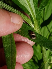 Metaphidippus manni