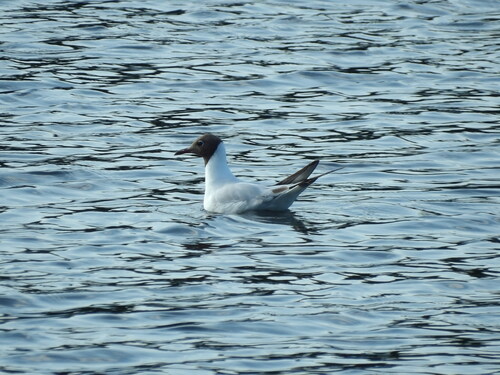 Black-headed Gull