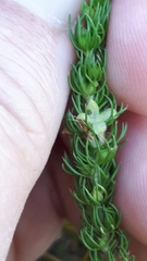 Cliffortia subsetacea