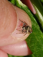 Metaphidippus manni