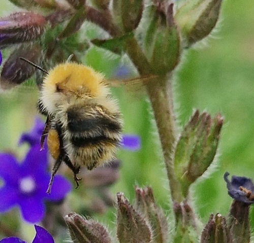 Common Carder Bumble Bee