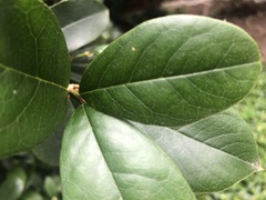 Osmanthus