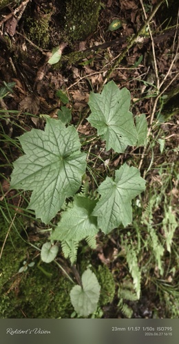Cimicifuga japonica iNat (2)