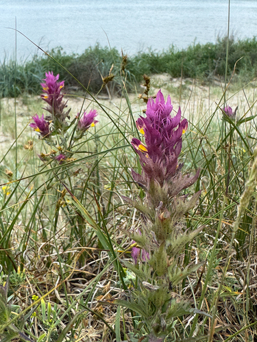 Field Cow-wheat