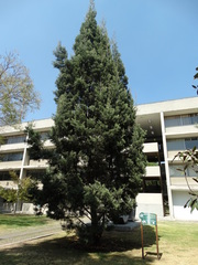 Cupressus guadalupensis