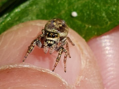 Metaphidippus manni