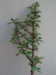 Portulacaria afra
