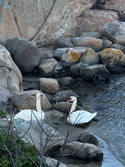 Mute Swan