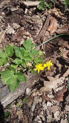 Ranunculus neapolitanus