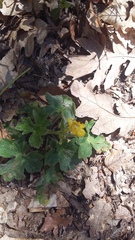 Ranunculus neapolitanus