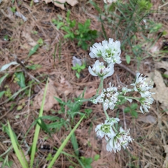 Hymenopappus artemisiifolius