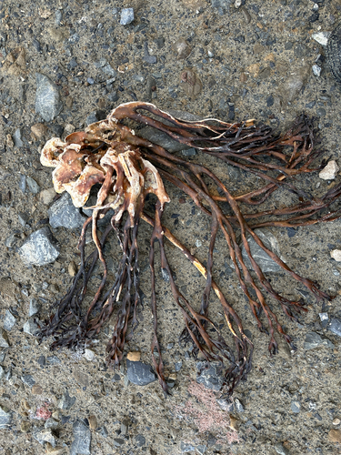 Lessonia variegata, 2026-06-29
