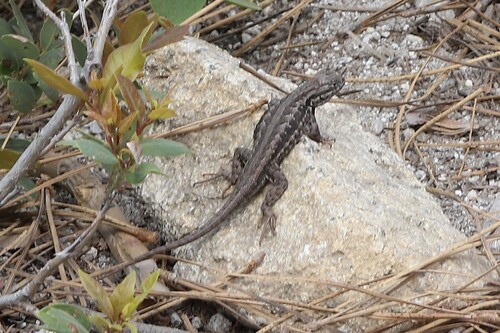 iNaturalist observation photo of Common Sagebrush Lizard