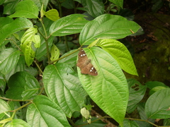 Celaenorrhinus similis