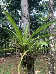 Werauhia