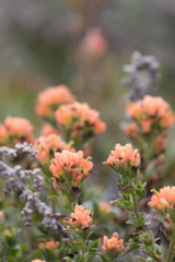 Castilleja latifolia