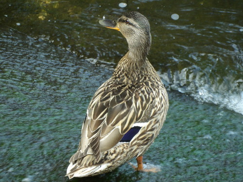 Mallard