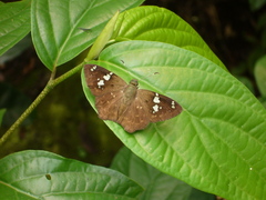 Celaenorrhinus similis