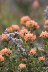 Castilleja latifolia