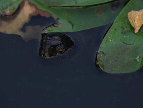European Pond Turtle