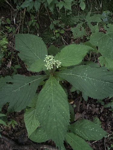 Cardiandra moellendorffii iNat (3)