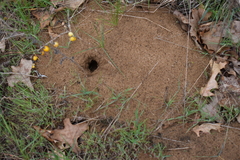 Geomys bursarius