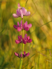 Lupinus hispanicus