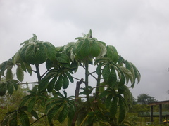 Cecropia adenopus