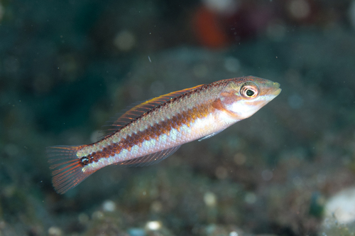 Leptojulis chrysotaenia observed 2013-12-05