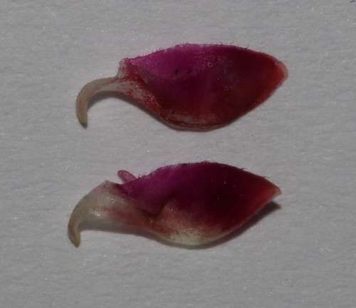 Image of Indigofera alternans by (c) Brian du Preez, some rights reserved (CC BY-SA)