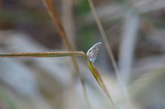 Leptotes cassius cassidula