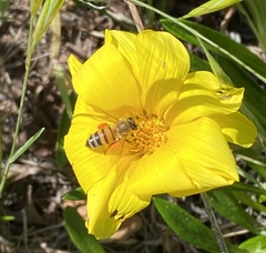 Apis mellifera