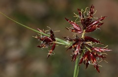Cyperus usitatus