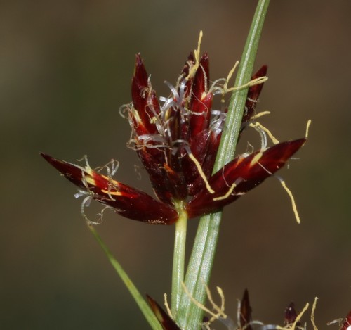 Image of Cyperus usitatus by (c) Brian du Preez, some rights reserved (CC BY-SA)