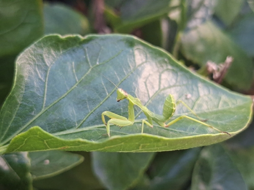 Giant African Mantis