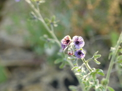 Cynoglossum creticum