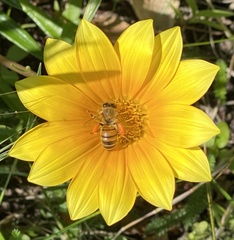 Apis mellifera
