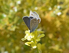 Pseudophilotes vicrama