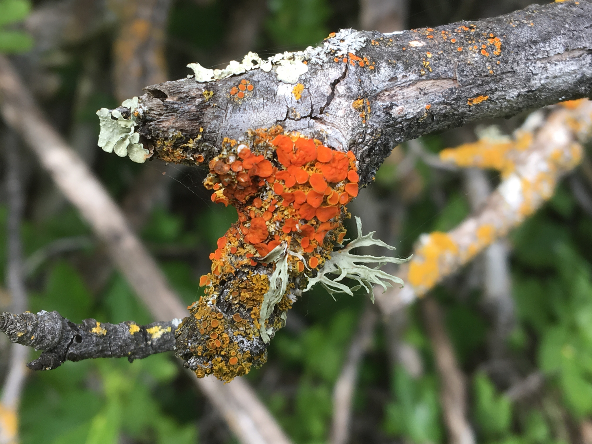 Polycauliona polycarpa image