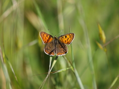 Lycaena bleusei