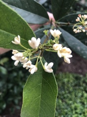 Osmanthus