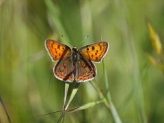 Lycaena bleusei