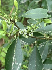 Ilex coriacea