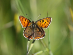 Lycaena bleusei