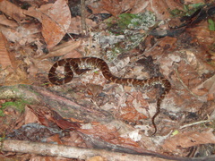 Xenodon rabdocephalus