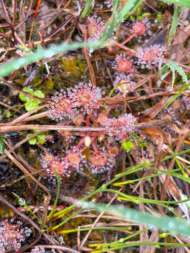round-leaved sundew