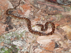 Xenodon rabdocephalus