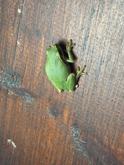 European Tree Frog