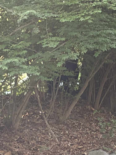 Eastern Black Bear photographed in New Jersey